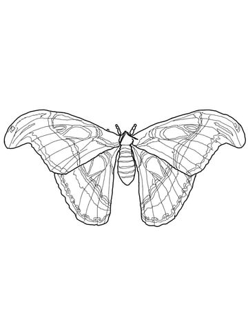 Atlas Moth Coloring Page